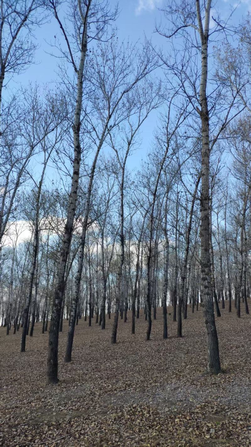 自家种植杨树原木出售，采伐证已办理，有需要的朋友与我联系