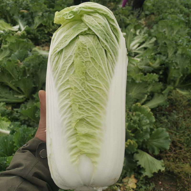 大白菜上市了，欢迎广大客商前来选购