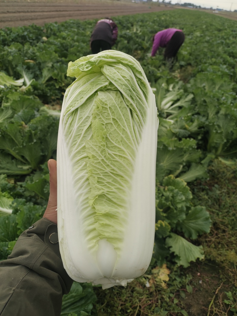 大白菜上市了，欢迎广大客商前来选购