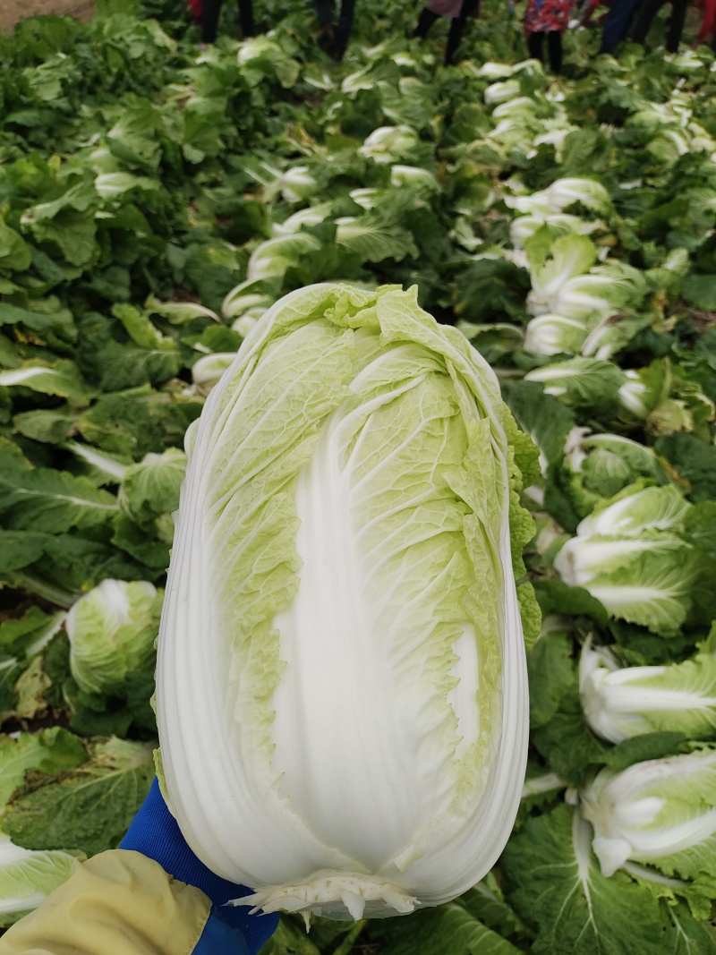 大白菜上市了，欢迎广大客商前来选购