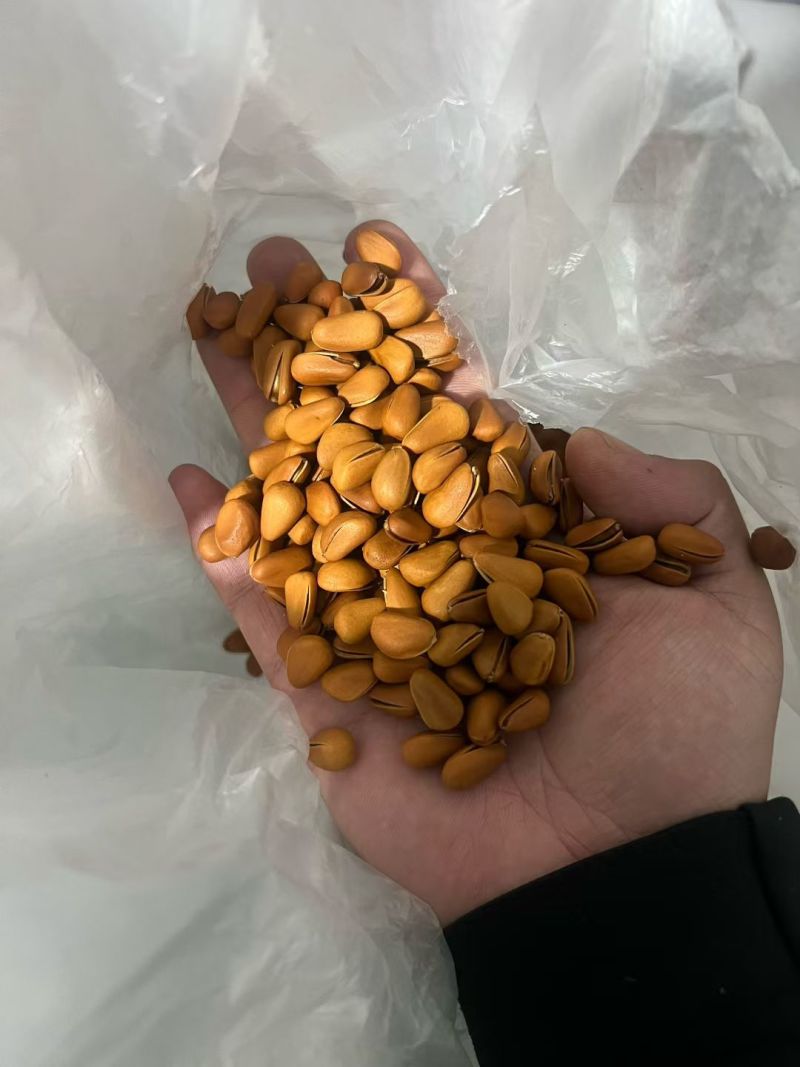 东北精品红松大松子电商精品一件代发