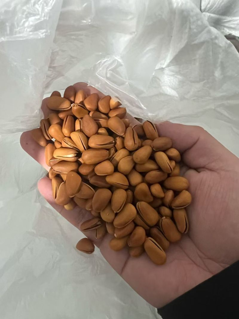东北精品红松大松子电商精品一件代发