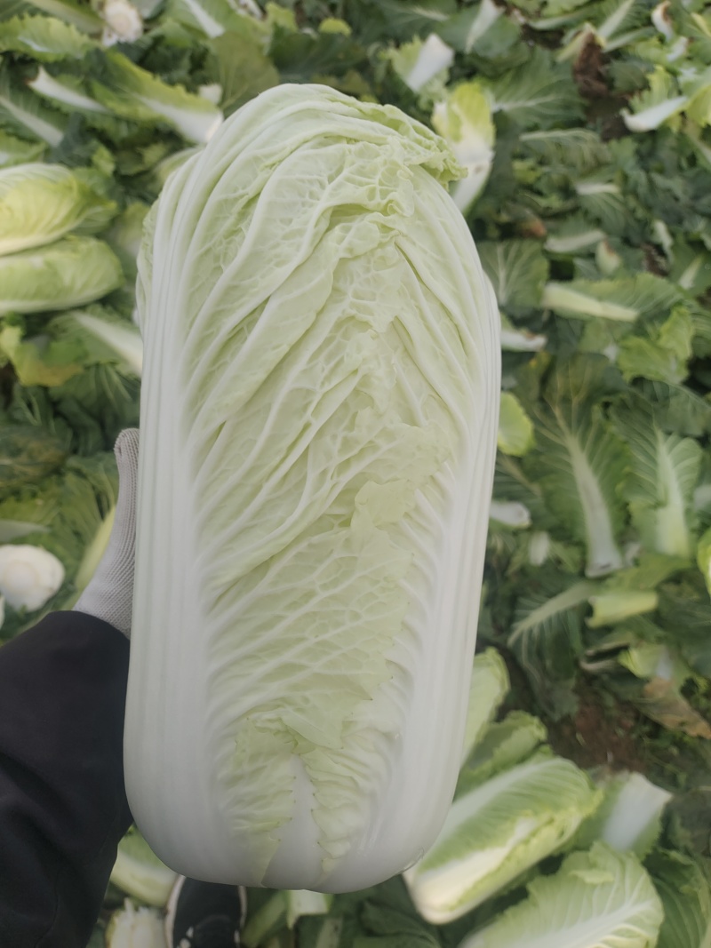 大白菜上市了，欢迎广大客商前来选购