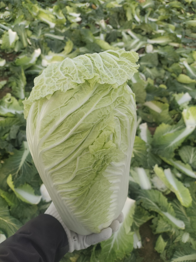 大白菜上市了，欢迎广大客商前来选购