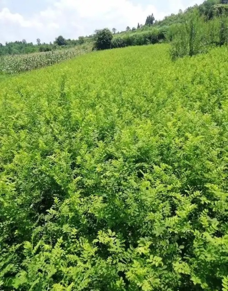 贵州刺梨树苗贵农5号刺梨果苗龙里刺梨苗苗木