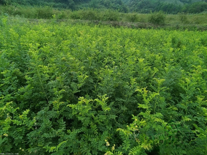 贵州刺梨树苗贵农5号刺梨果苗龙里刺梨苗苗木