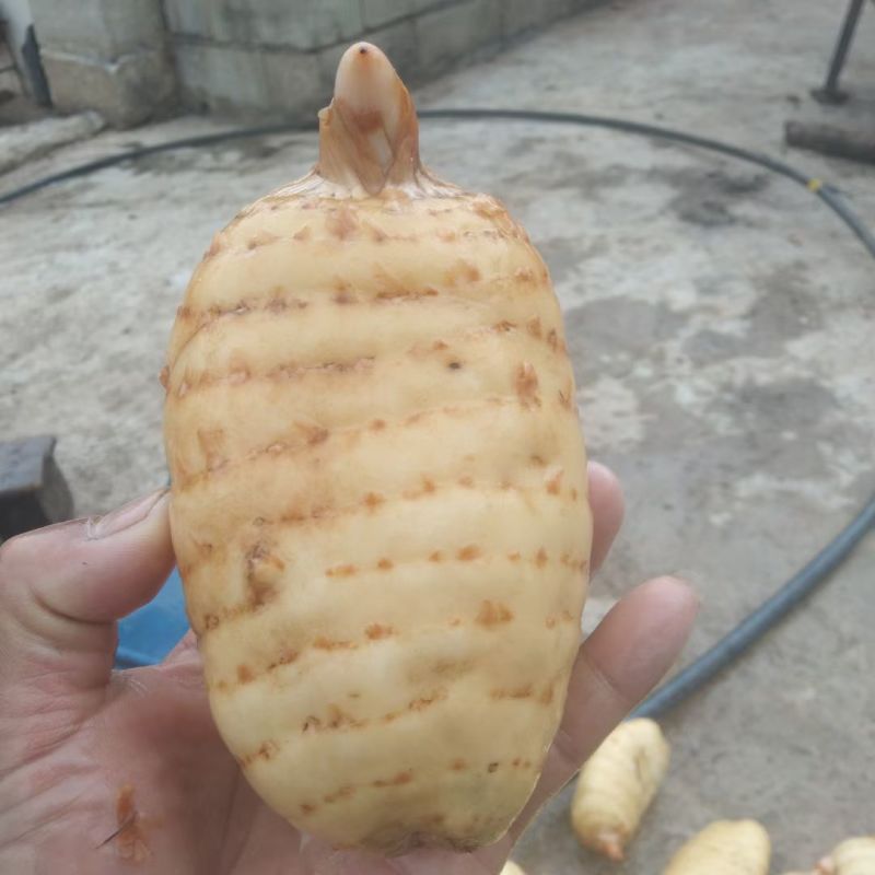 云南丽江高山无硫天麻（乌红杂交天麻）