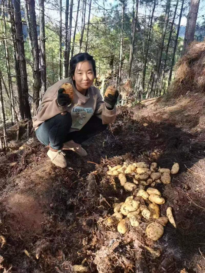 云南丽江高山无硫天麻（乌红杂交天麻）