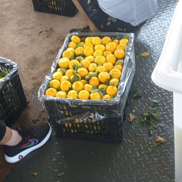 新余蜜橘装车中…