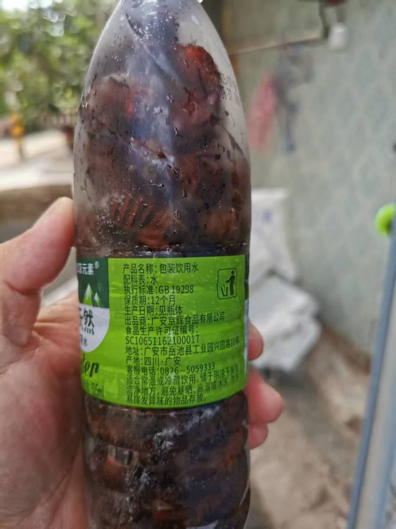 红蝉，四川红蝉！质量放心，常年供应！