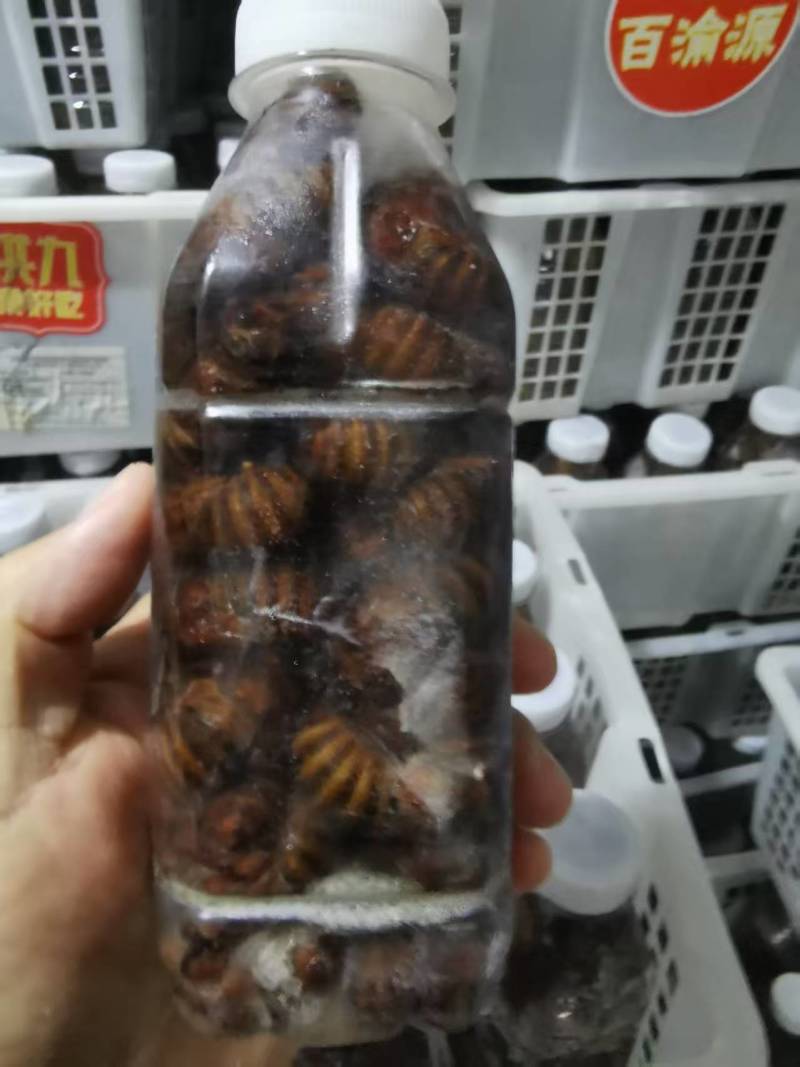 红蝉，四川红蝉！质量放心，常年供应！