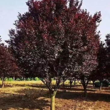 红叶李