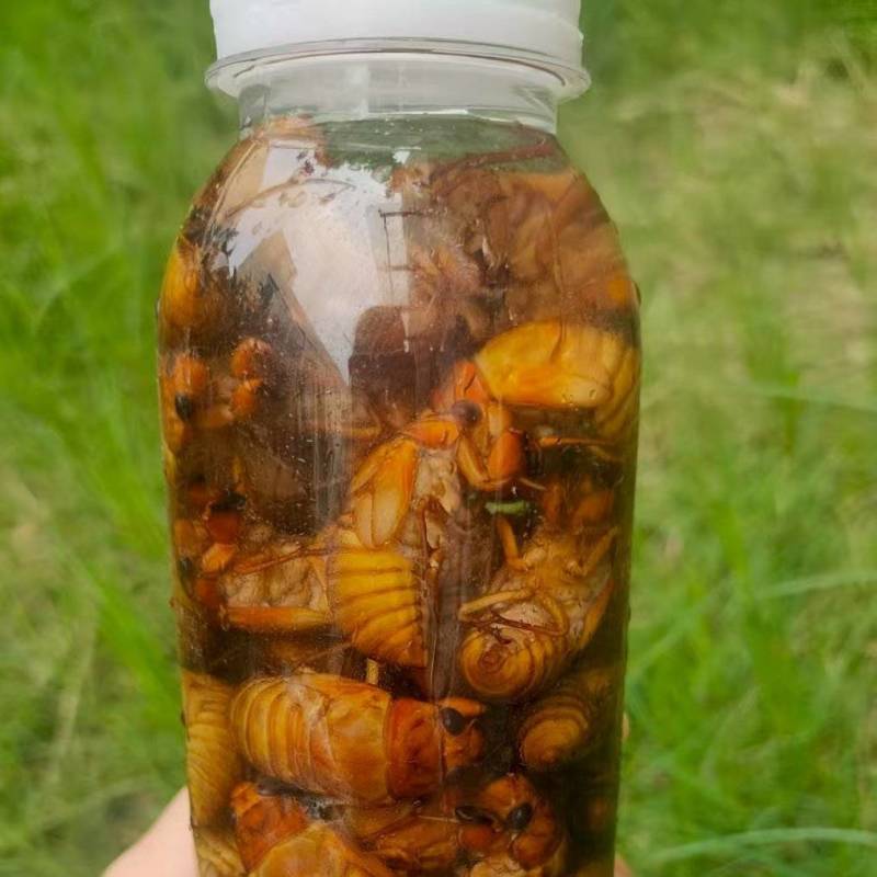 松蝉，质量好，价格低，味道酥脆！