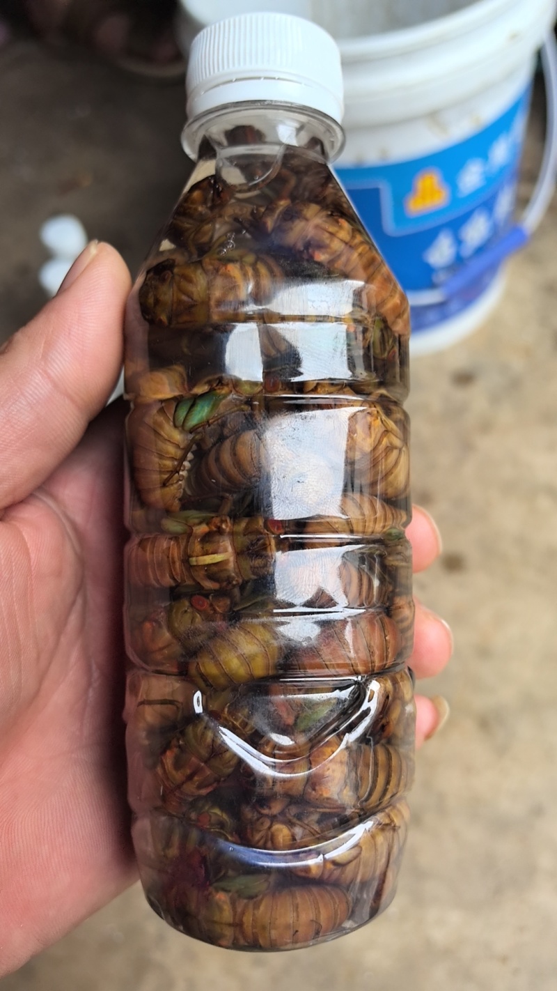 松蝉，质量好，价格低，味道酥脆！