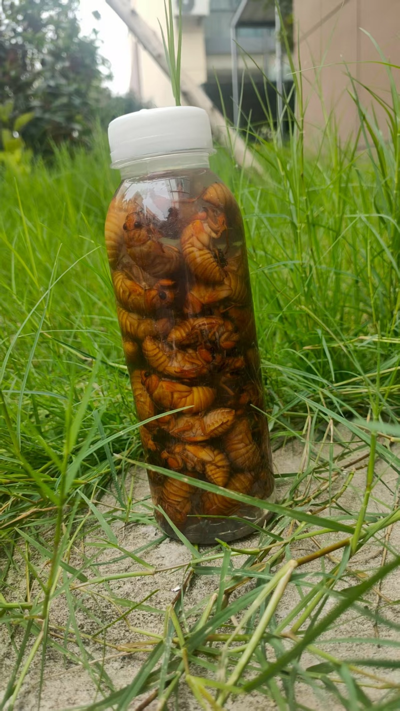 松蝉，质量好，价格低，味道酥脆！