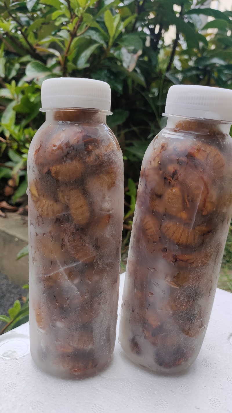 松蝉，质量好，价格低，味道酥脆！