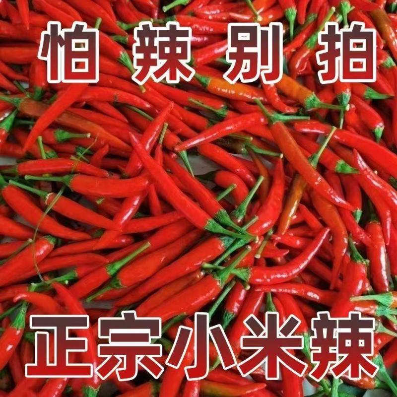 万亩小米椒种植基地露天种植品质好质量有保障适合超市电商货