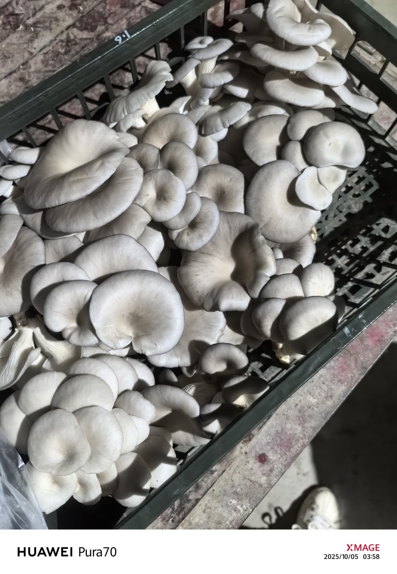 精品平菇