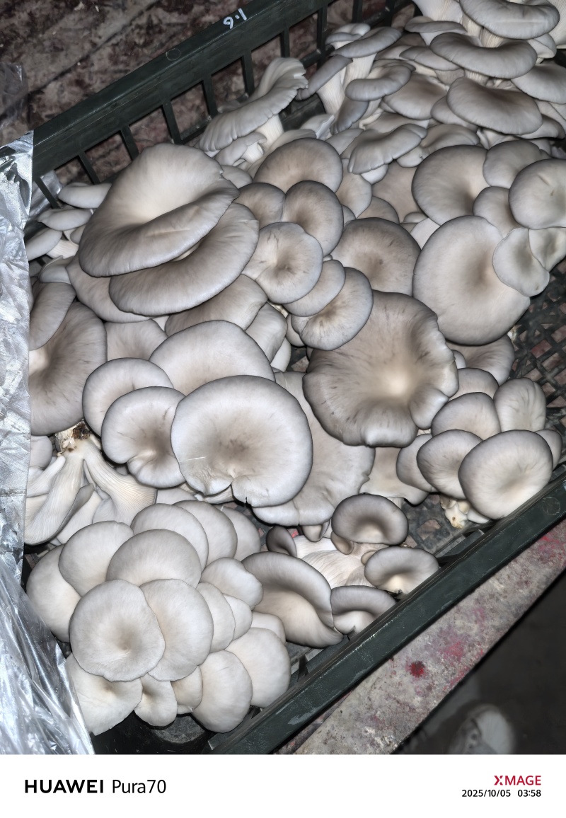 精品平菇