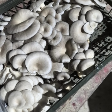 精品平菇