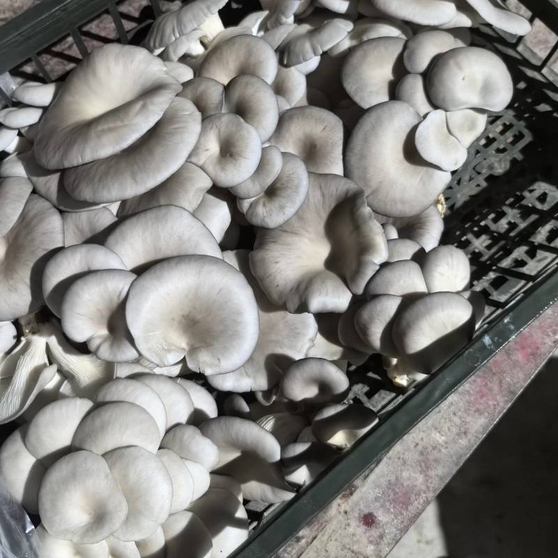 精品平菇