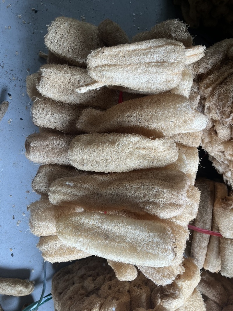 丝瓜络