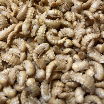 鲜活大麦虫虫蛹种虫昆虫饲料个大均匀饱满