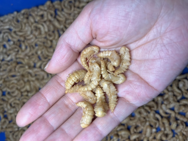 鲜活大麦虫虫蛹种虫昆虫饲料个大均匀饱满