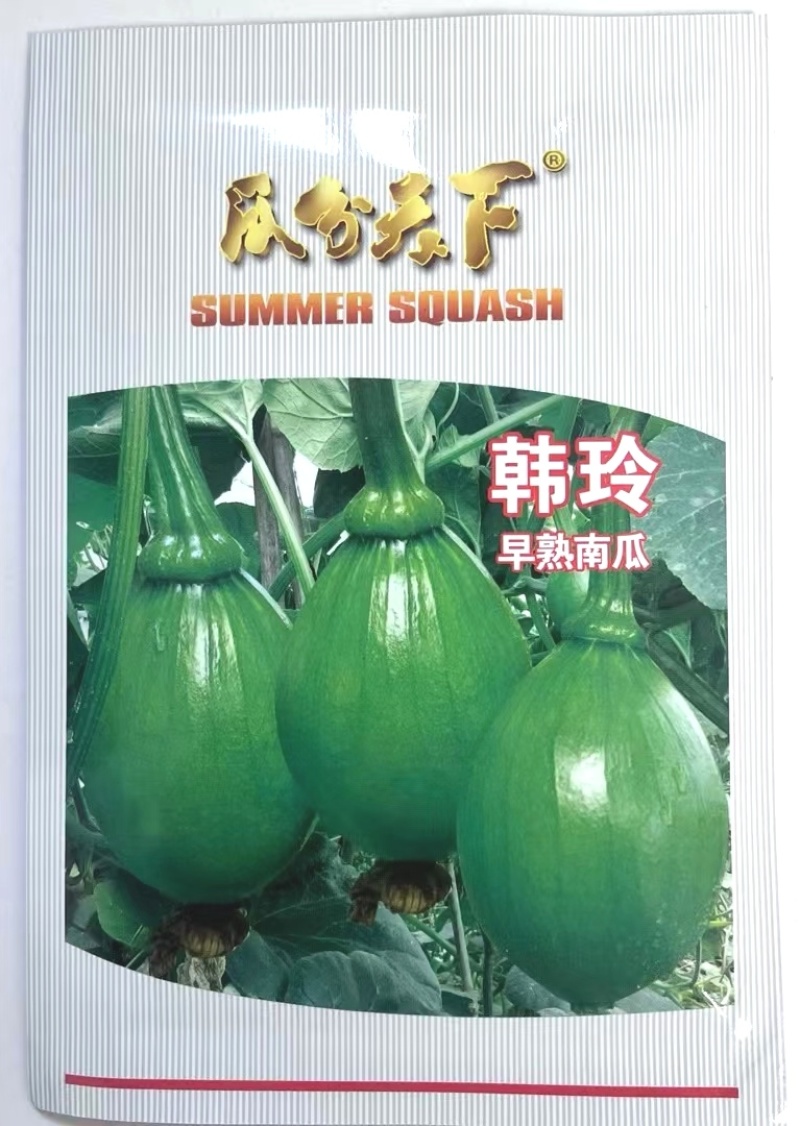 小南瓜种子韩玲蛋黄心黄肉翠色嫩南瓜甜面好吃南瓜香味浓
