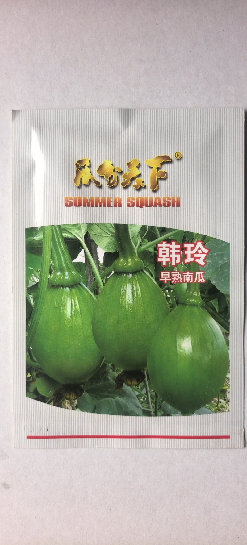 小南瓜种子韩玲蛋黄心黄肉翠色嫩南瓜甜面好吃南瓜香味浓