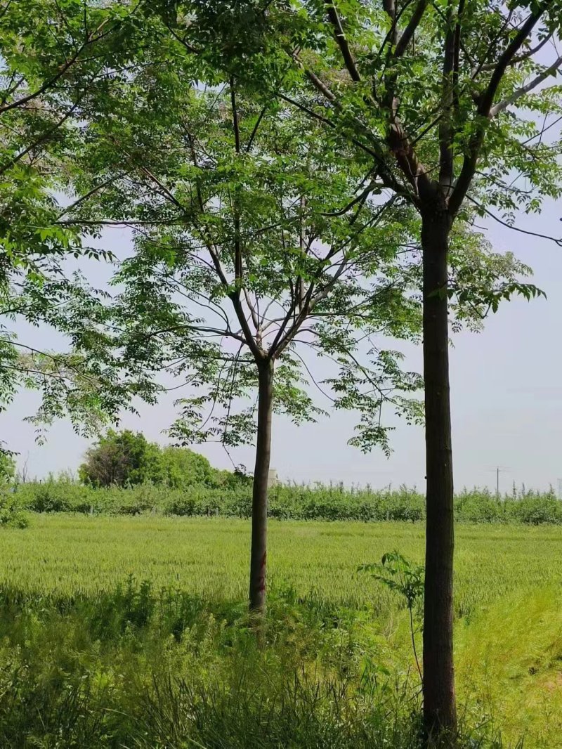 苦楝