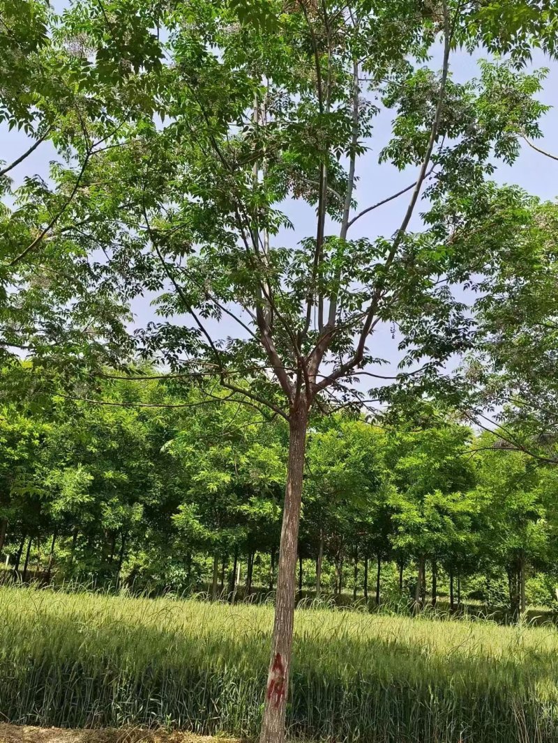 苦楝