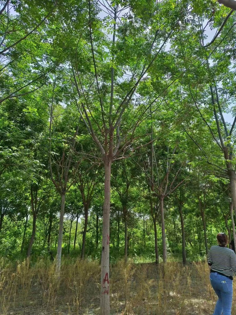 苦楝