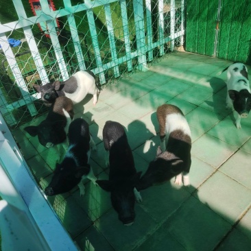 小香猪