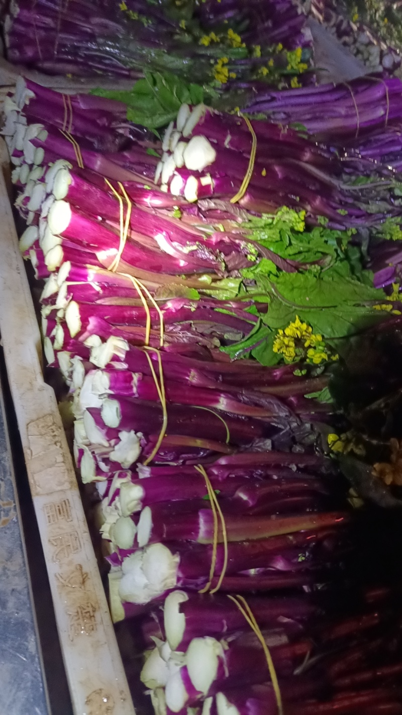 贵州威宁红菜苔大量接单