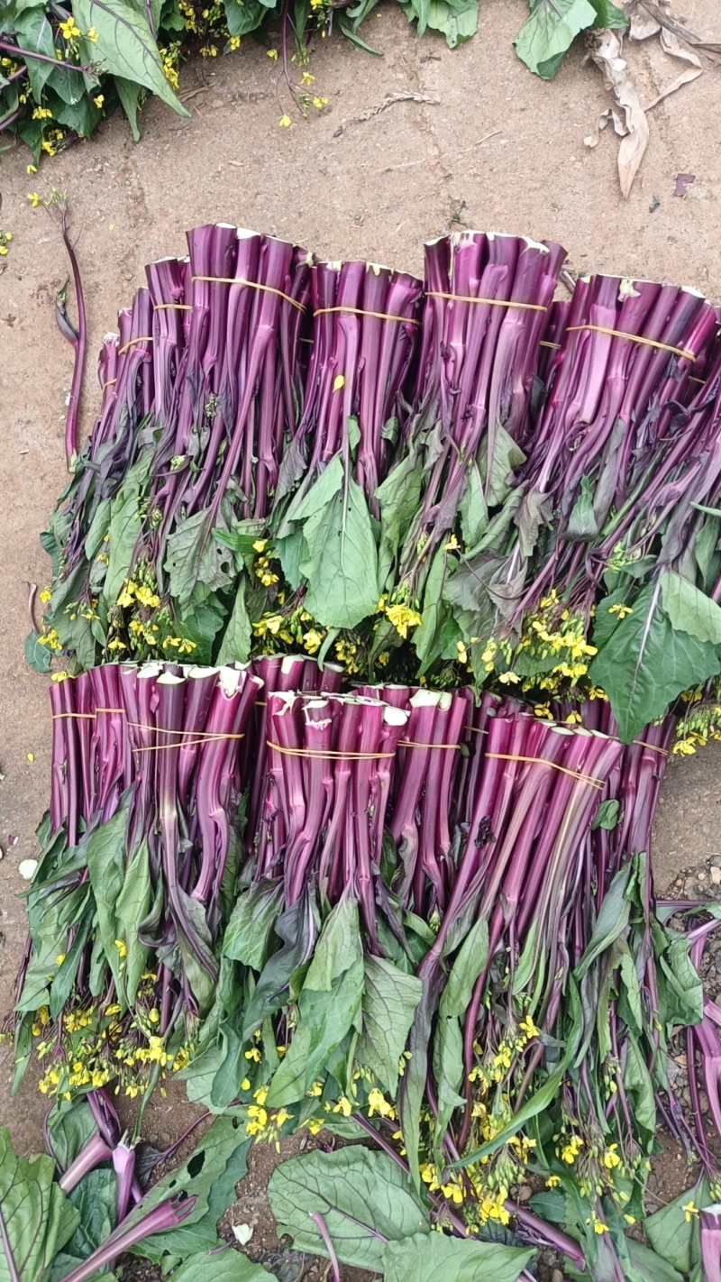 贵州威宁红菜苔大量接单