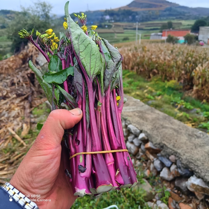 贵州威宁红菜苔大量接单