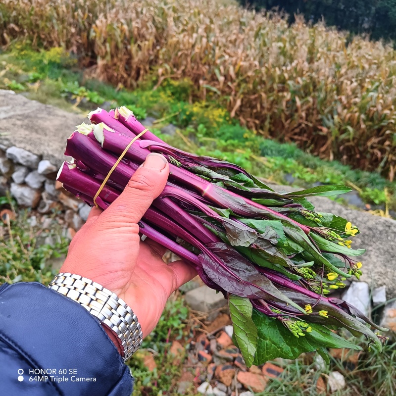贵州威宁红菜苔大量接单