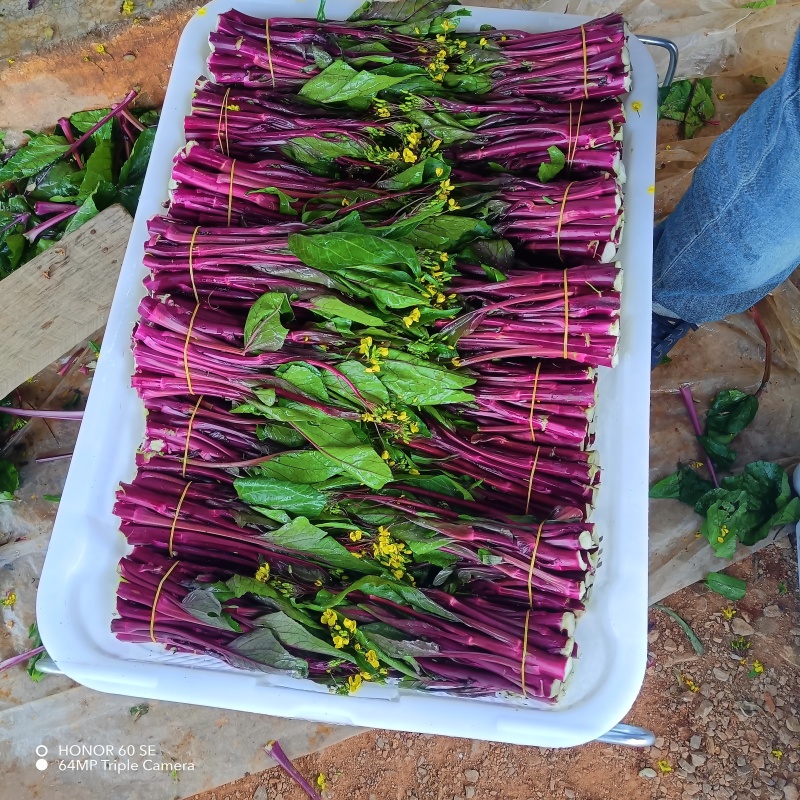贵州威宁红菜苔大量接单