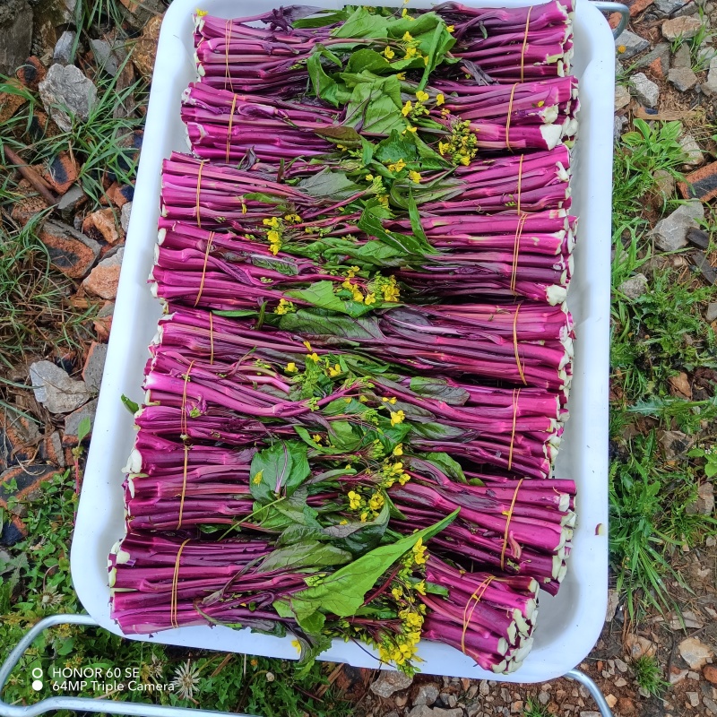 贵州威宁红菜苔大量接单