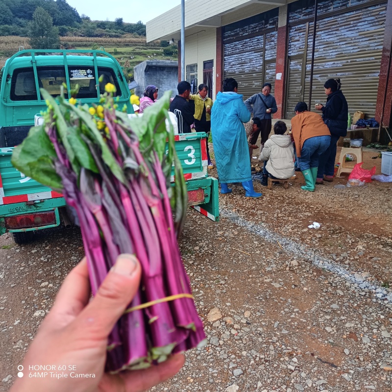 贵州威宁红菜苔大量接单