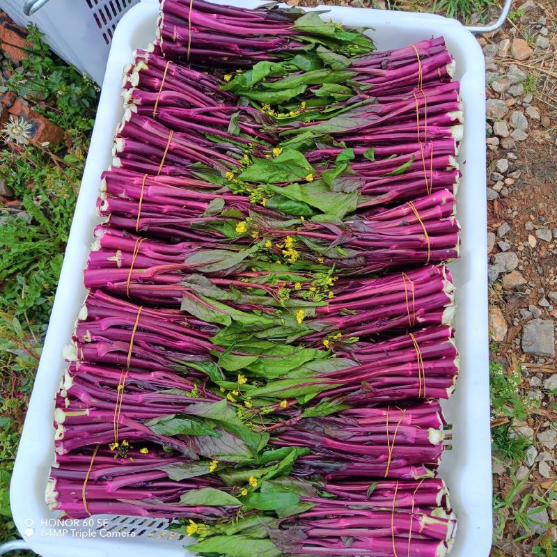 贵州威宁红菜苔大量接单