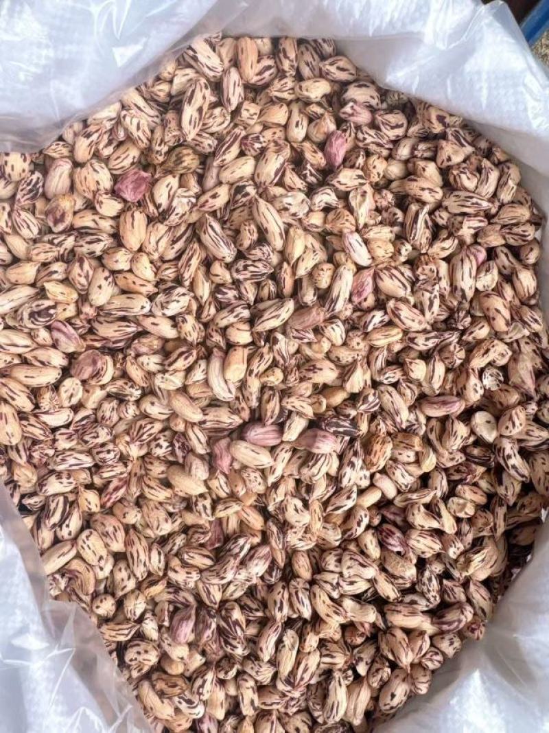 云南特产多彩花生，傣王贡品