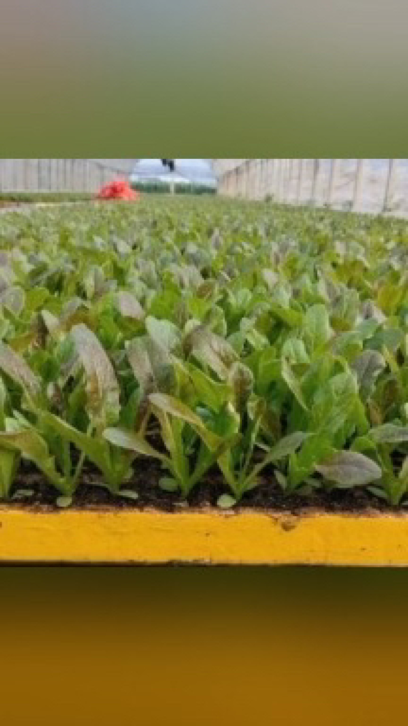 冬季种植的红尖叶呙笋苗