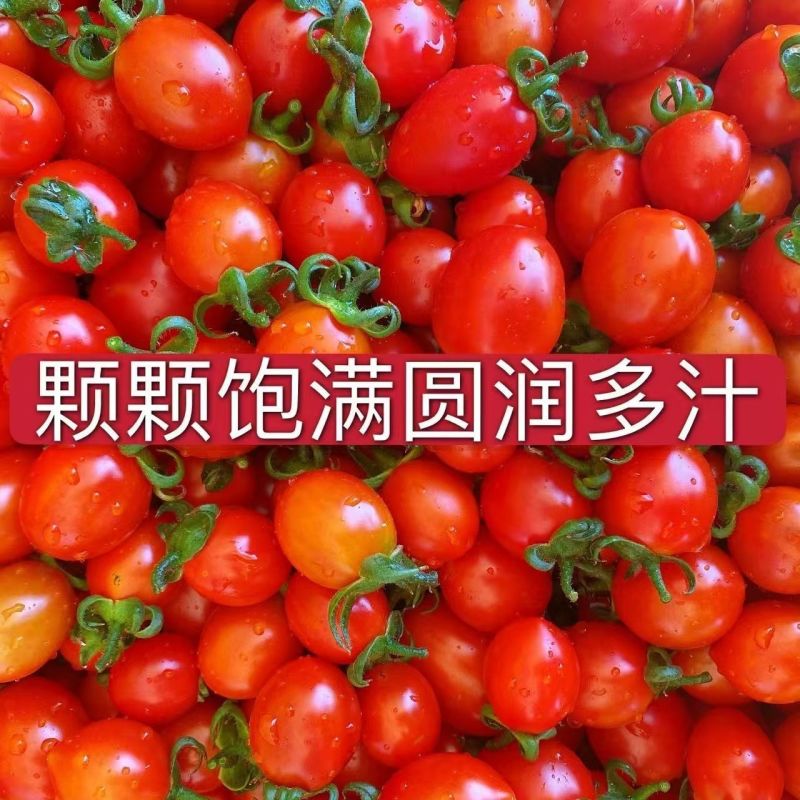 云南新鲜圣女果