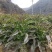 红尖叶呙笋苗