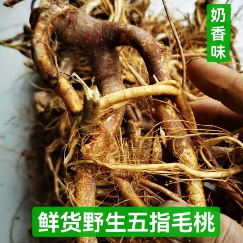 欢迎联系长期有货五指毛桃正品直供