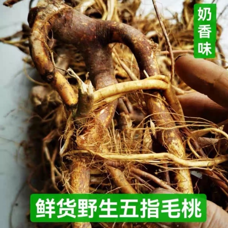 欢迎联系长期有货五指毛桃正品直供