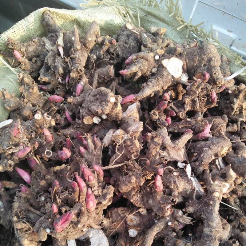正宗亳州白芍芽头蒲棒