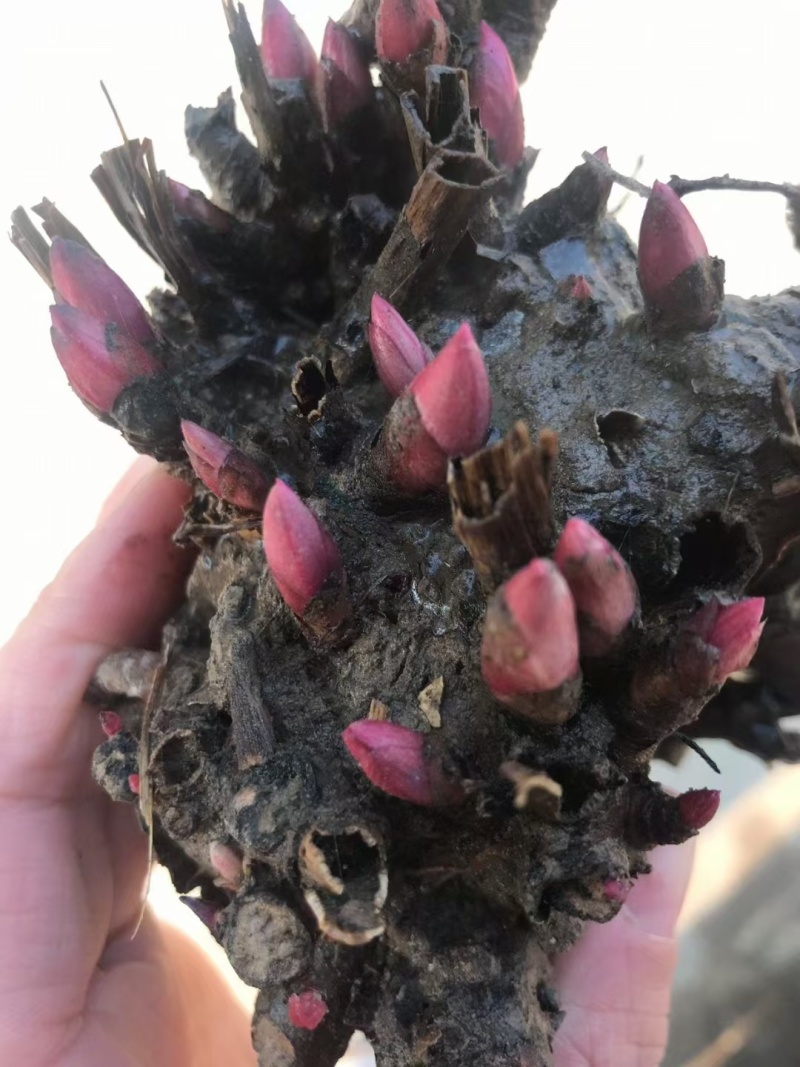 正宗亳州白芍芽头蒲棒